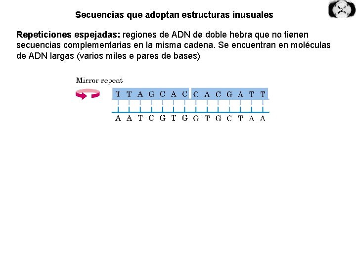 Secuencias que adoptan estructuras inusuales Repeticiones espejadas: regiones de ADN de doble hebra que