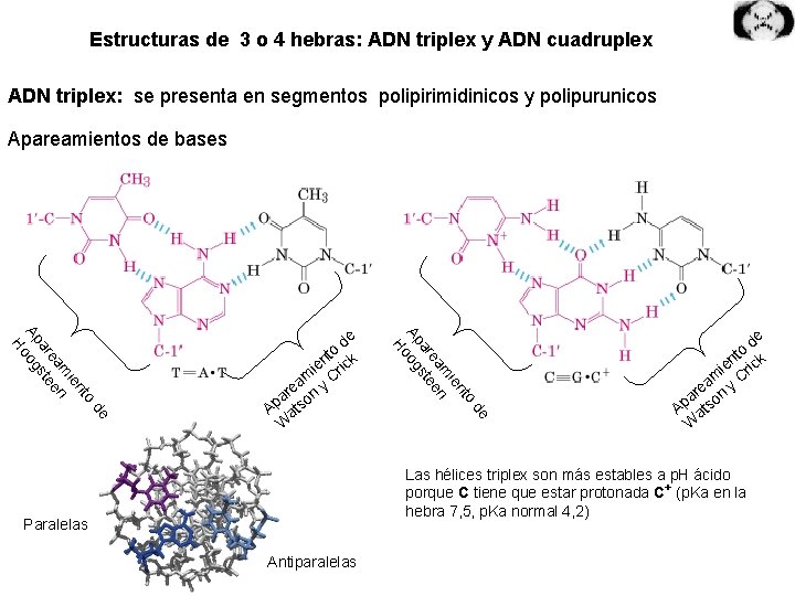 Estructuras de 3 o 4 hebras: ADN triplex y ADN cuadruplex ADN triplex: se