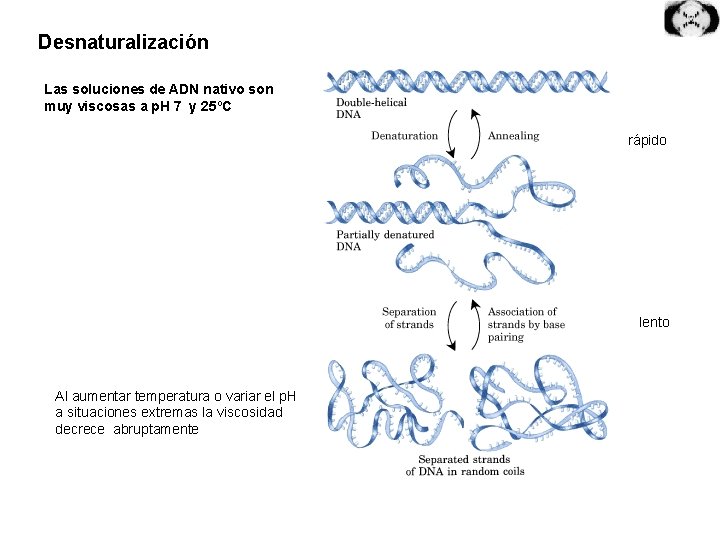 Desnaturalización Las soluciones de ADN nativo son muy viscosas a p. H 7 y