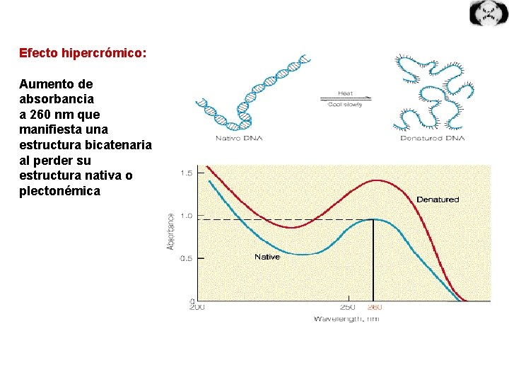 Efecto hipercrómico: Aumento de absorbancia a 260 nm que manifiesta una estructura bicatenaria al