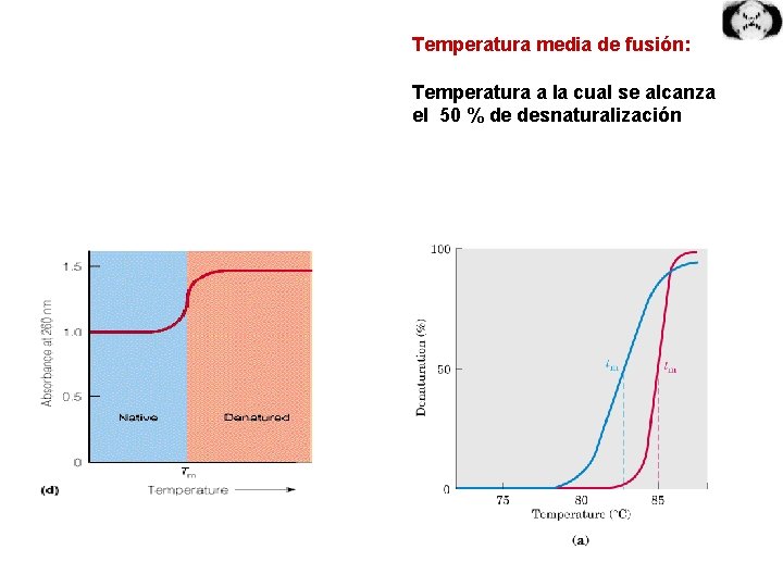 Temperatura media de fusión: Temperatura a la cual se alcanza el 50 % de