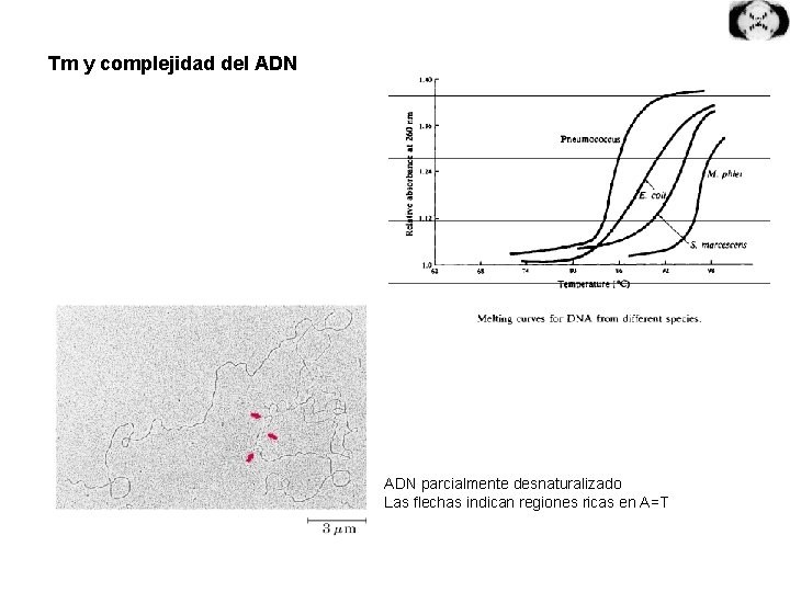 Tm y complejidad del ADN parcialmente desnaturalizado Las flechas indican regiones ricas en A=T