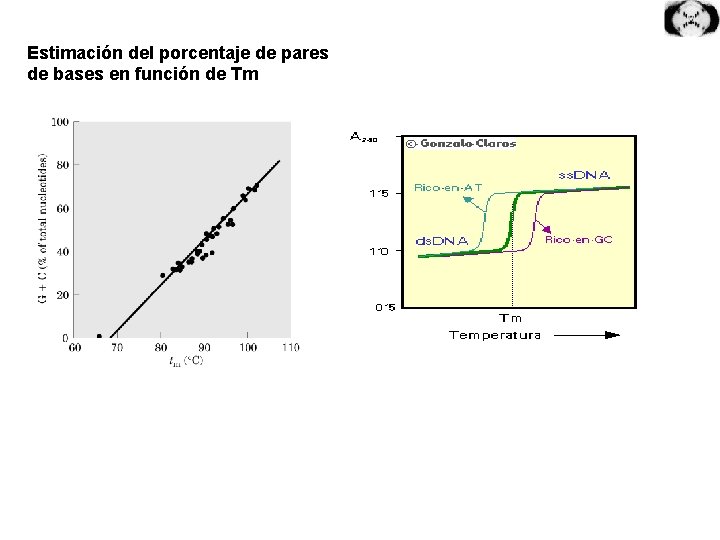 Estimación del porcentaje de pares de bases en función de Tm 