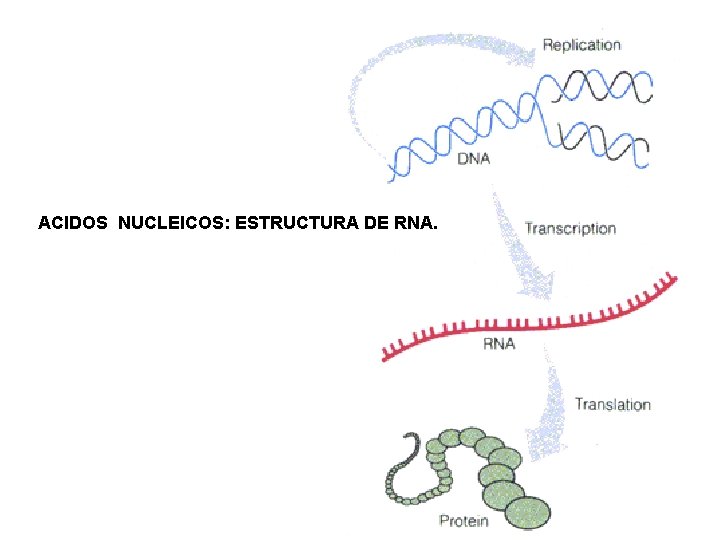 ACIDOS NUCLEICOS: ESTRUCTURA DE RNA. 