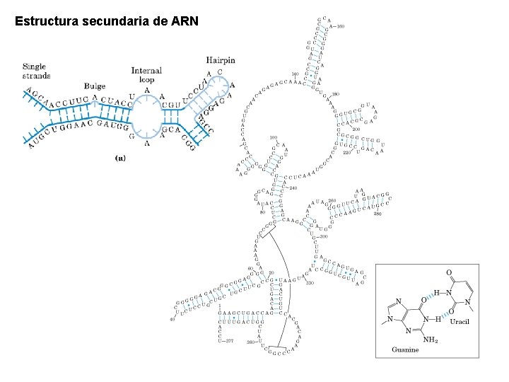 Estructura secundaria de ARN 