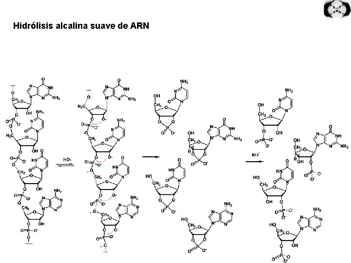 Hidrólisis alcalina suave de ARN 