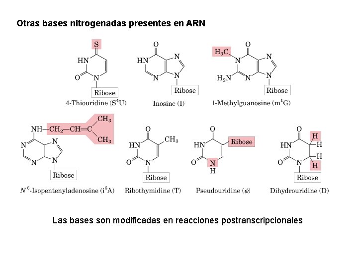 Otras bases nitrogenadas presentes en ARN Las bases son modificadas en reacciones postranscripcionales 