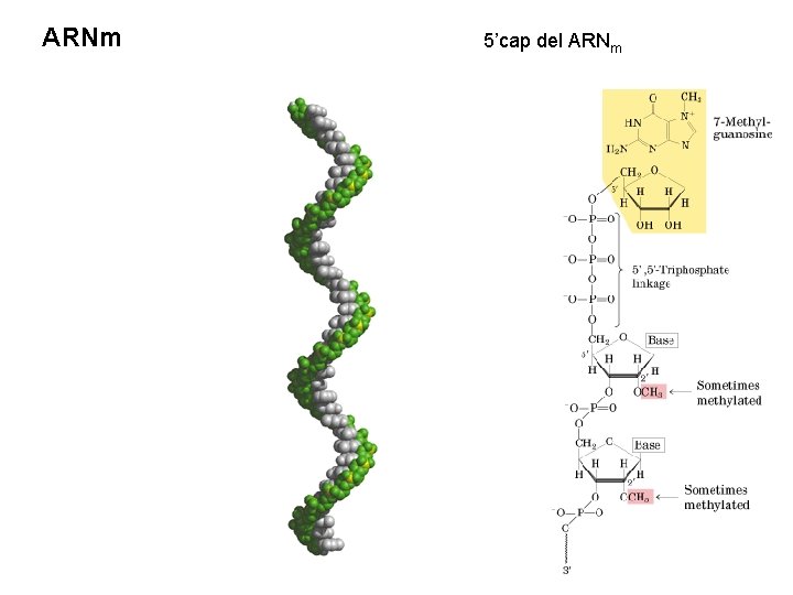 ARNm 5’cap del ARNm 
