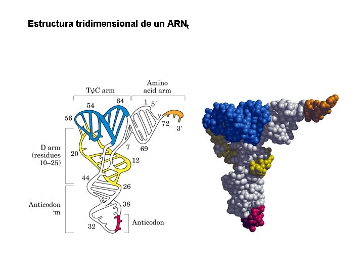 Estructura tridimensional de un ARNt 