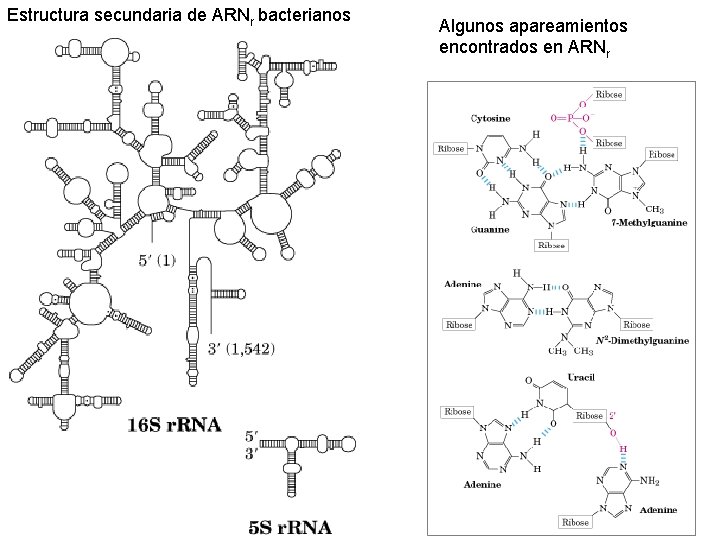 Estructura secundaria de ARNr bacterianos Algunos apareamientos encontrados en ARNr 