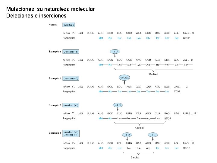 Mutaciones: su naturaleza molecular Deleciones e inserciones 