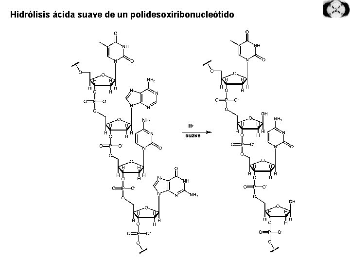 Hidrólisis ácida suave de un polidesoxiribonucleótido 