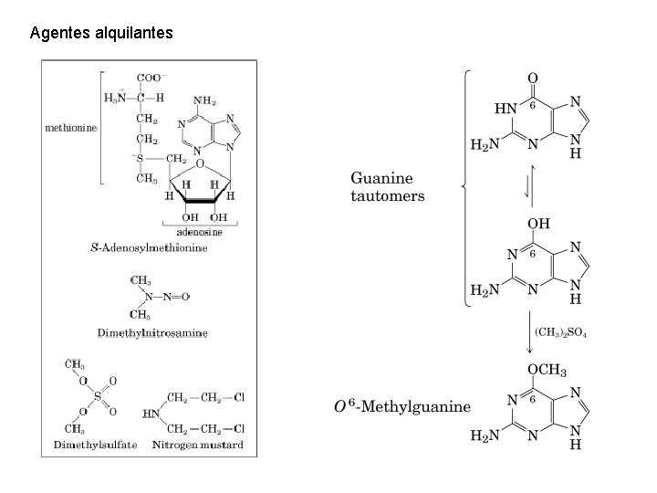 Agentes alquilantes 