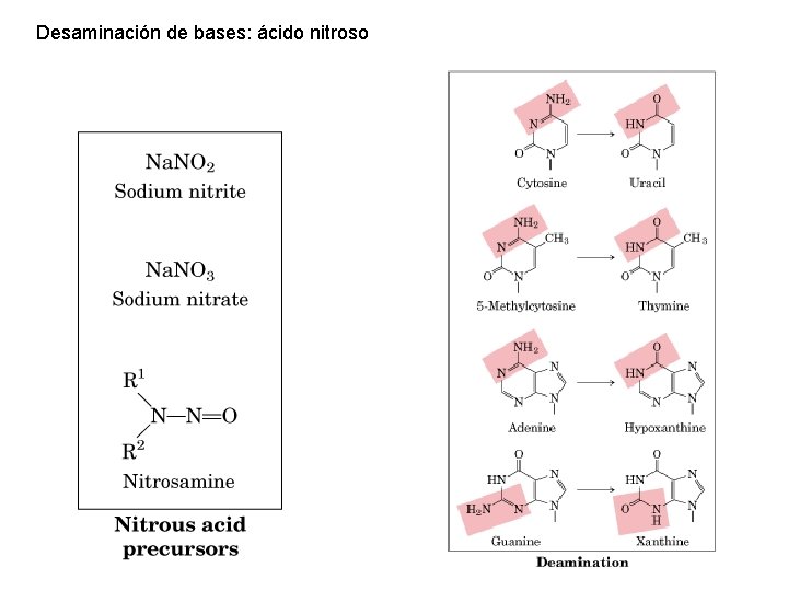 Desaminación de bases: ácido nitroso 