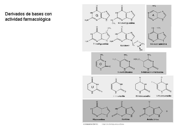 Derivados de bases con actividad farmacológica 