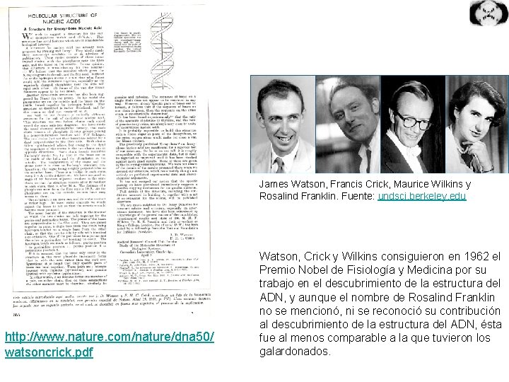 James Watson, Francis Crick, Maurice Wilkins y Rosalind Franklin. Fuente: undsci. berkeley. edu http: