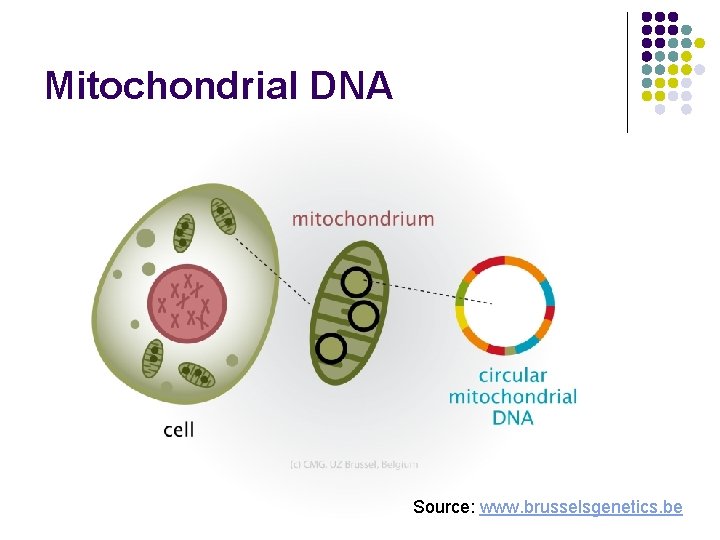 Mitochondrial DNA Source: www. brusselsgenetics. be Mitochondrial DNA Source: www. brusselsgenetics. be