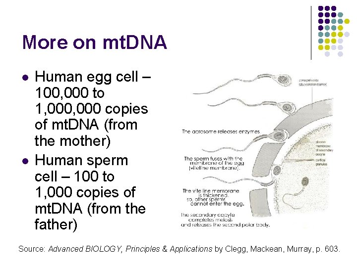 More on mt. DNA l l Human egg cell – 100, 000 to 1, More on mt. DNA l l Human egg cell – 100, 000 to 1,