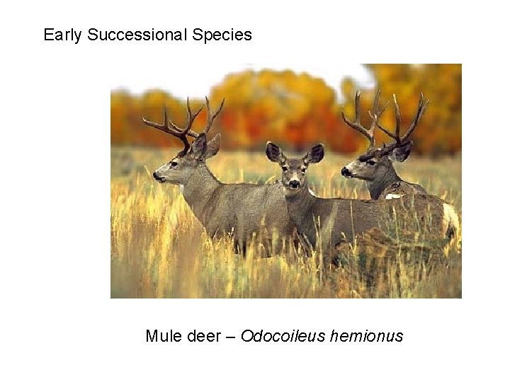 Early Successional Species Mule deer – Odocoileus hemionus 