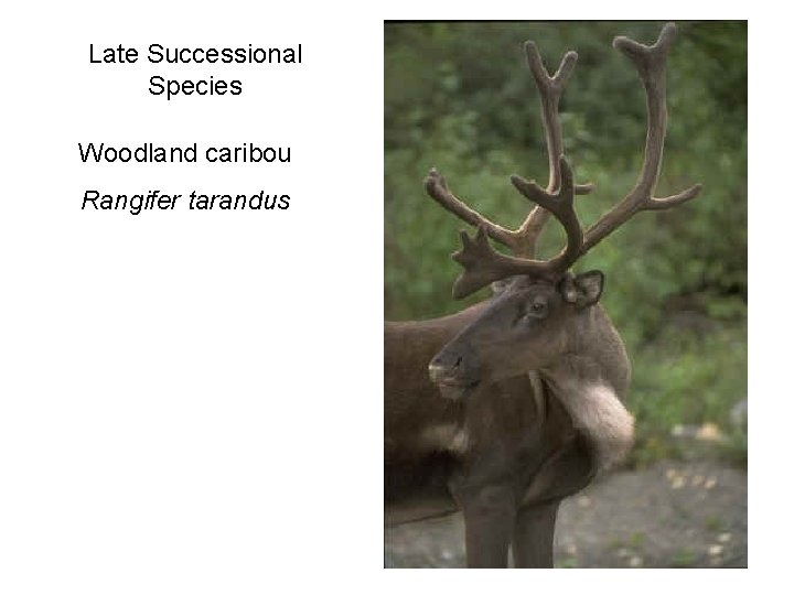 Late Successional Species Woodland caribou Rangifer tarandus 