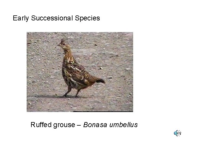 Early Successional Species Ruffed grouse – Bonasa umbellus 