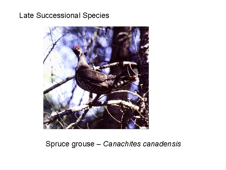 Late Successional Species Spruce grouse – Canachites canadensis 