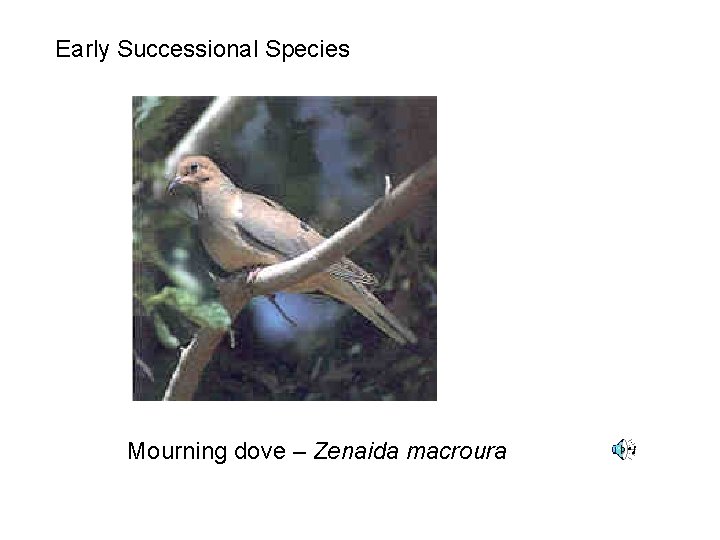 Early Successional Species Mourning dove – Zenaida macroura 