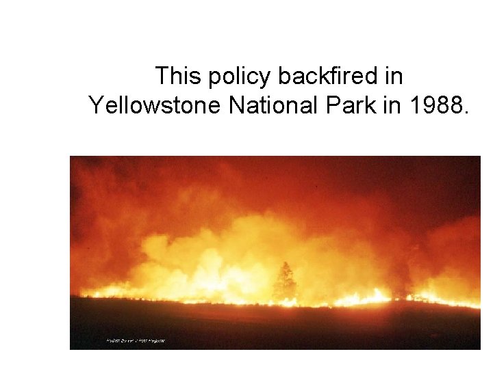 This policy backfired in Yellowstone National Park in 1988. 