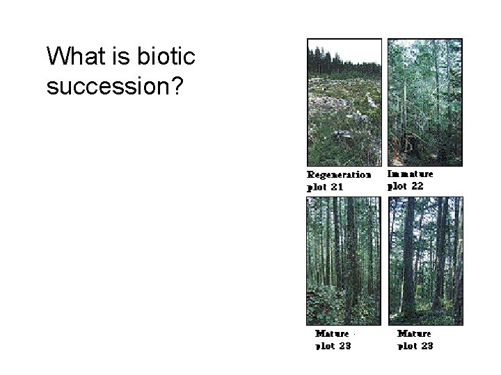 What is biotic succession? 