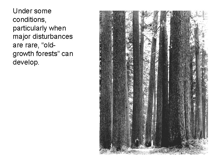Under some conditions, particularly when major disturbances are rare, “oldgrowth forests” can develop. 