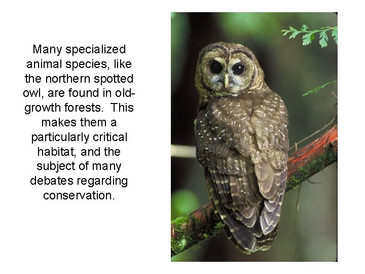 Many specialized animal species, like the northern spotted owl, are found in oldgrowth forests.