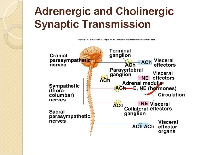 Adrenergic and Cholinergic Synaptic Transmission 
