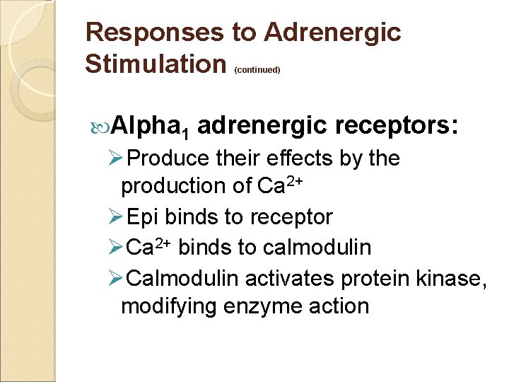 Responses to Adrenergic Stimulation (continued) Alpha 1 adrenergic receptors: ØProduce their effects by the