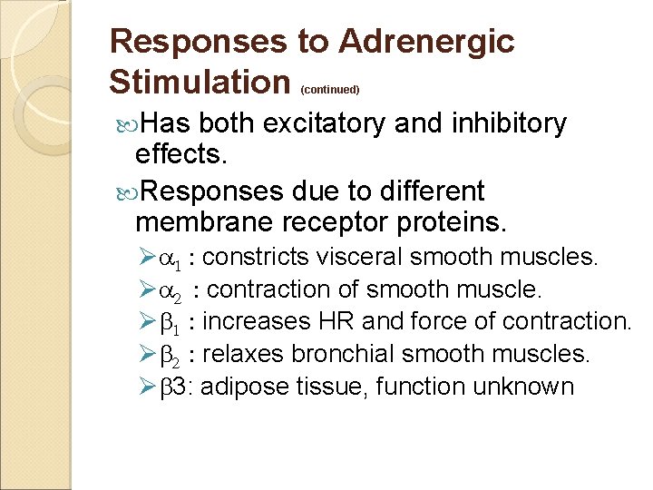 Responses to Adrenergic Stimulation (continued) Has both excitatory and inhibitory effects. Responses due to