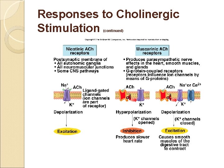 Responses to Cholinergic Stimulation (continued) 