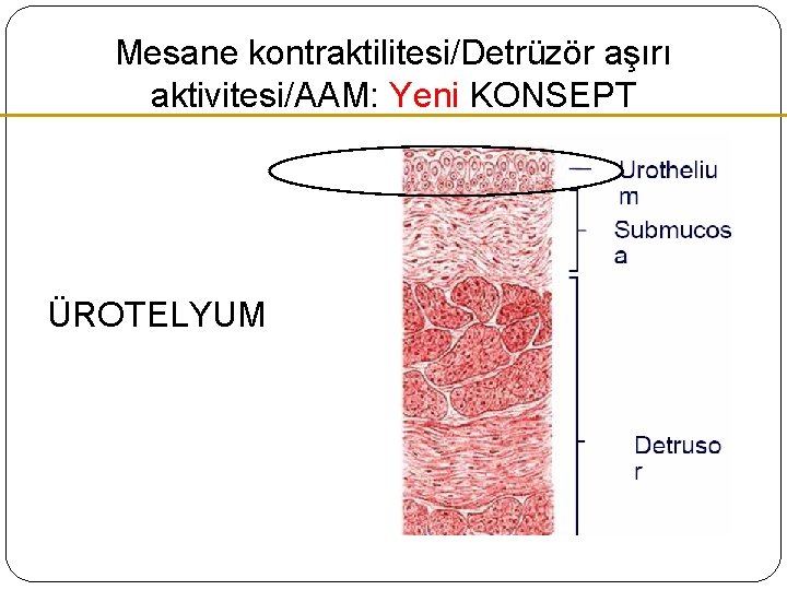 Mesane kontraktilitesi/Detrüzör aşırı aktivitesi/AAM: Yeni KONSEPT ÜROTELYUM Mesane kontraktilitesi/Detrüzör aşırı aktivitesi/AAM: Yeni KONSEPT ÜROTELYUM
