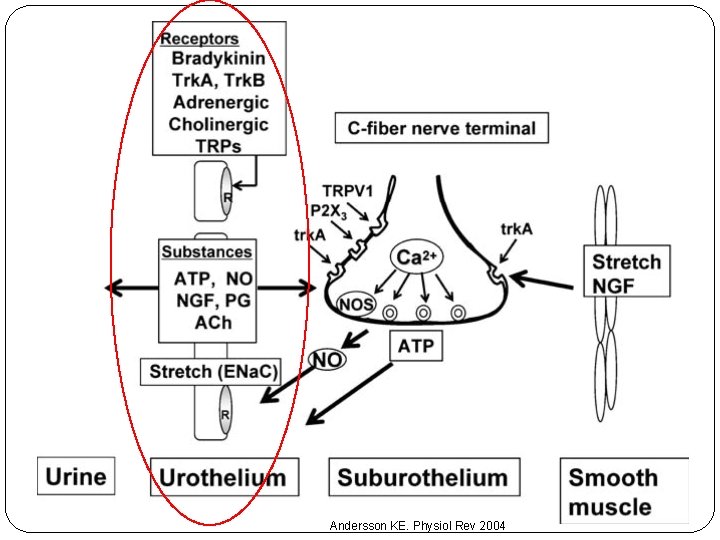 • Ürotelyum kompleks resim Andersson KE. Physiol Rev 2004 • Ürotelyum kompleks resim Andersson KE. Physiol Rev 2004