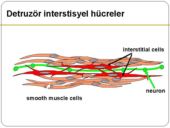 Detruzör interstisyel hücreler interstitial cells neuron smooth muscle cells Detruzör interstisyel hücreler interstitial cells neuron smooth muscle cells