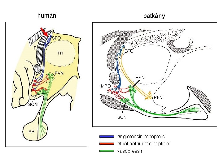 humán patkány SFO PVN MPO PFN SON angiotensin receptors atrial natriuretic peptide vasopressin 