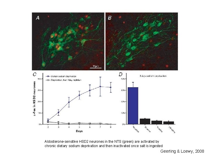 Aldosterone-sensitive HSD 2 neurones in the NTS (green) are activated by chronic dietary sodium Aldosterone-sensitive HSD 2 neurones in the NTS (green) are activated by chronic dietary sodium