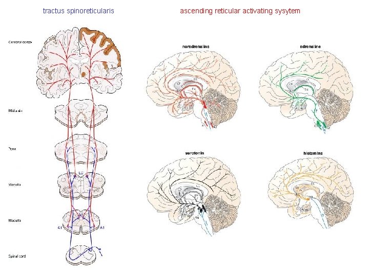 tractus spinoreticularis ascending reticular activating sysytem tractus spinoreticularis ascending reticular activating sysytem