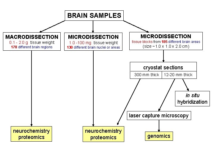 BRAIN SAMPLES MACRODISSECTION MICRODISSECTION 0. 1 - 2. 0 g tissue weight 1. 0 BRAIN SAMPLES MACRODISSECTION MICRODISSECTION 0. 1 - 2. 0 g tissue weight 1. 0