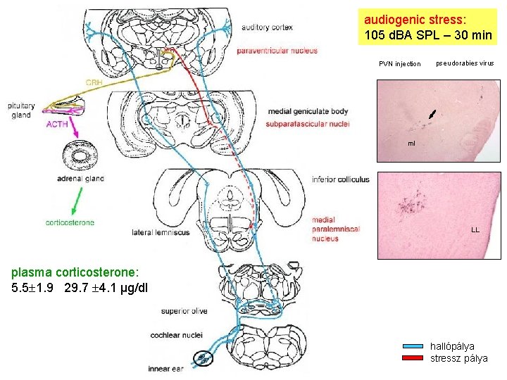 audiogenic stress: 105 d. BA SPL – 30 min PVN injection pseudorabies virus ml