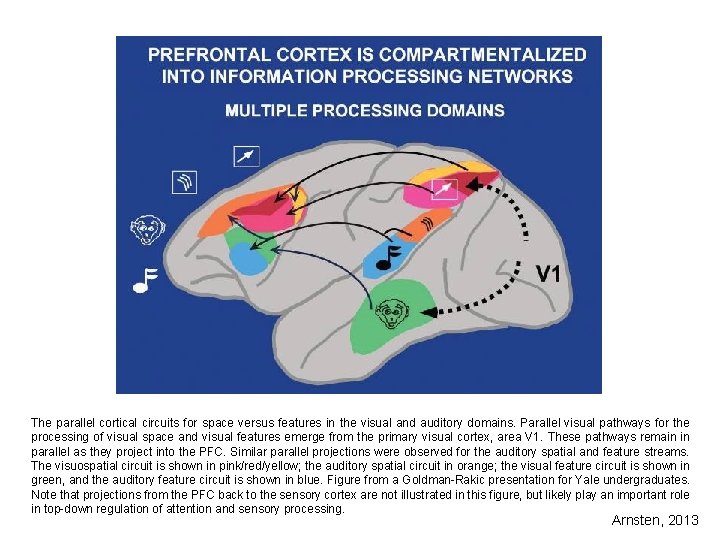 The parallel cortical circuits for space versus features in the visual and auditory domains.