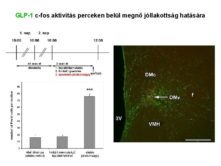 GLP-1 c-fos aktivitás perceken belül megnő jóllakottság hatására 