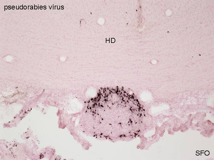 pseudorabies vírus HD SFO 