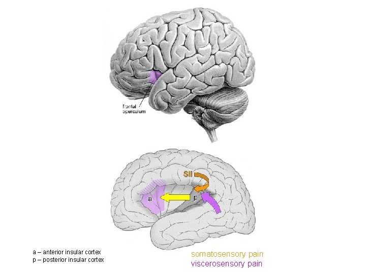 a – anterior insular cortex p – posterior insular cortex somatosensory pain viscerosensory pain