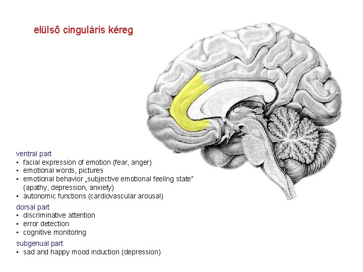 elülső cinguláris kéreg ventral part • facial expression of emotion (fear, anger) • emotional