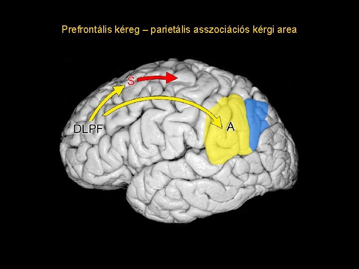 Prefrontális kéreg – parietális asszociációs kérgi area Prefrontális kéreg – parietális asszociációs kérgi area