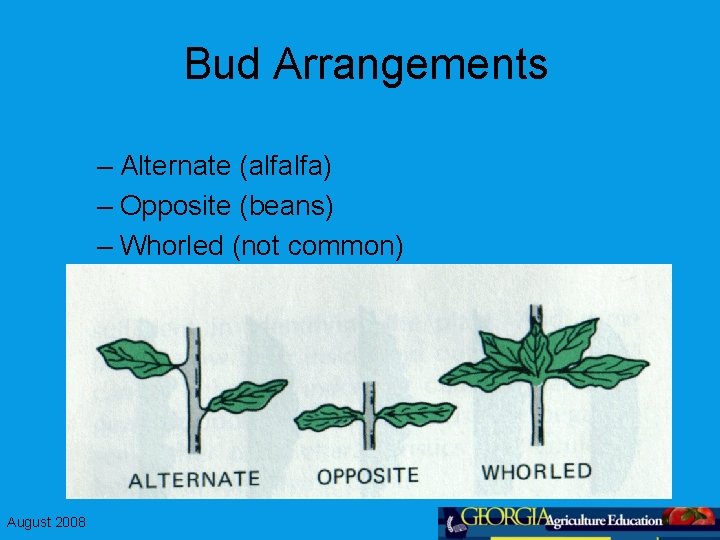 Bud Arrangements – Alternate (alfalfa) – Opposite (beans) – Whorled (not common) August 2008